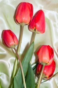 1323457_tulips.jpg