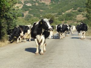 174155_cows_1.jpg