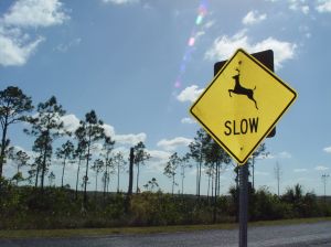 757947_deer_crossing_2.jpg