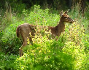 white-tail-deer-1-1224735-m.jpg