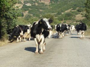 174155_cows_1.jpg